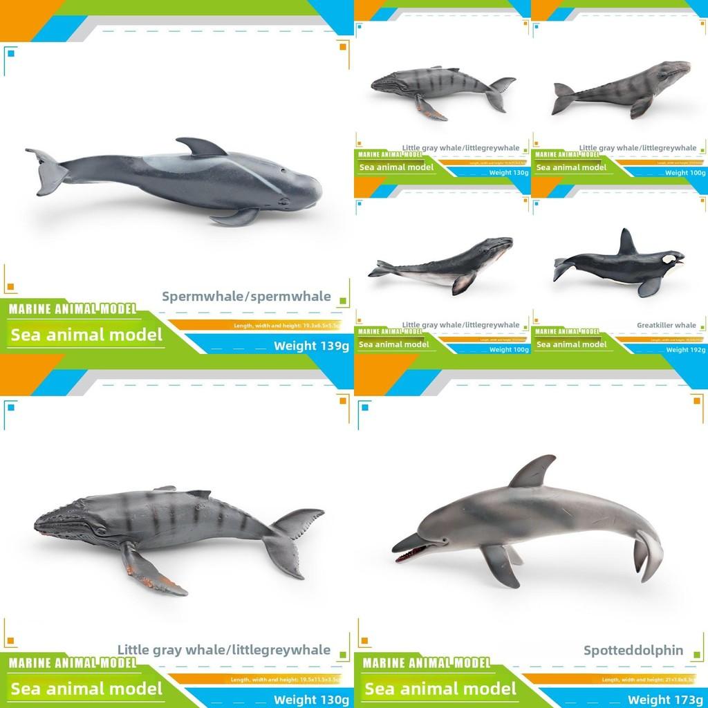 Childrens Marine Animal Pvc Model Set With Realistic Cetacean Figures For Educational Play