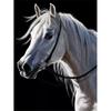 Diamond Painting Horse Full Round Diamond Embroidery Animals Picture 5D Diy Mosaic Rhinestone Home Decoration