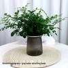 Indoor Easy-Care Desktop Plants