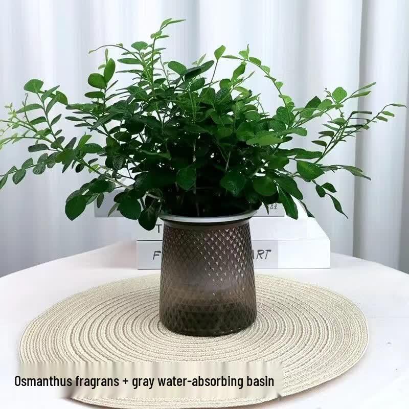 Indoor Easy-Care Desktop Plants