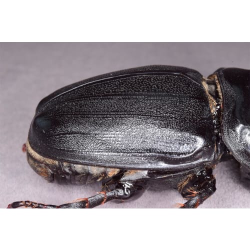 Nirvana African Giant Rhinoceros Beetle Figure, Coleoptera, Refrigerator Ornament, Magnetic, Realistic, Adult, Illustrated, Insect, Beetle, Resin, Adu