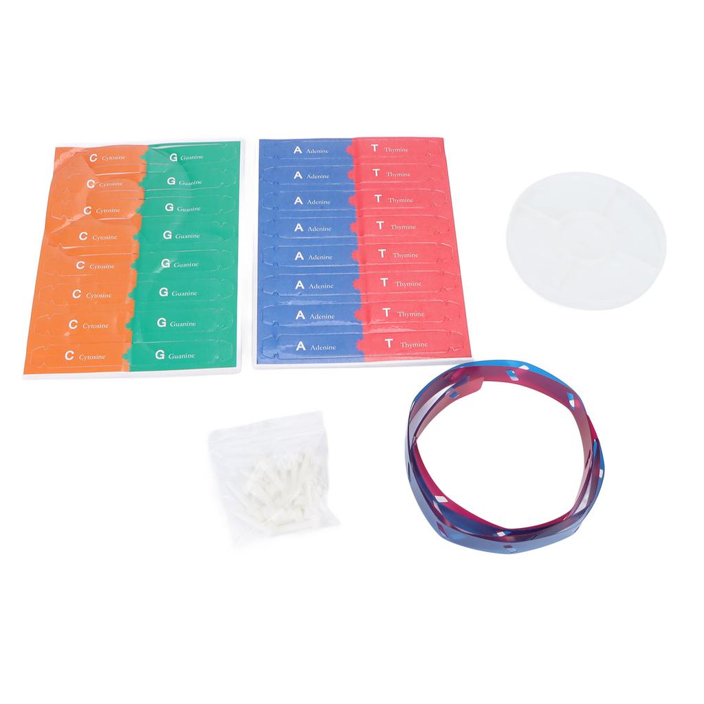 Menschliches DNA-Modell Buntes Doppelhelix-Montagemodell Wissenschaftliches Lernspielzeug für Kinder