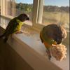 3Pcs Bird Shreddable Sola Balls Parrot Foraging Toy Natural Material for Cockatoo African for Grey Macaw
