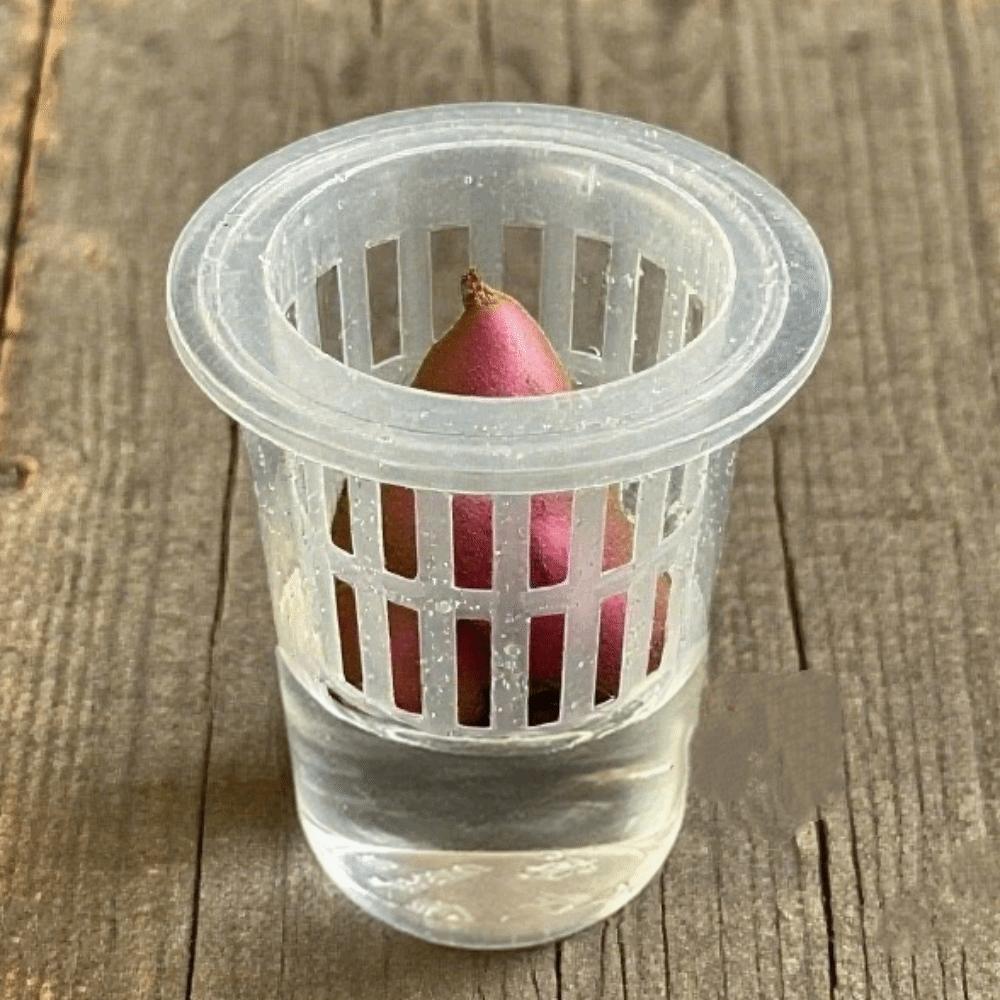 Plant Propagation Clear Hydroponic Pots Growing Planting Cups Tabletop Planting