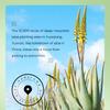 Aloe Vera Good Night Frozen Film Strip SADOER Sleeping Mask Leave-in Smear
