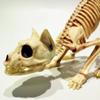 Creative Halloween Scary Skeleton Decoration Crouching Cat Skeleton Cat Skull Model Creepy Animal Bones for VAMPIRE Party Trick