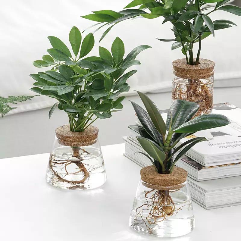 Mini Glass Flower Pot for Indoor Plants - Hydroponic Ornament with Moss Landscape