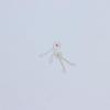 5Pcs Watch Movement Accessories Suitable For 7009 7S26 7S36 Movement Automatic Fork Mechanical Watch Parts
