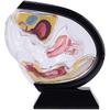 Female Transparent Uterus Anatomical Model, Uterus Model, Pelvis Rectum Teaching Model, for Medical Education and Training(Black)