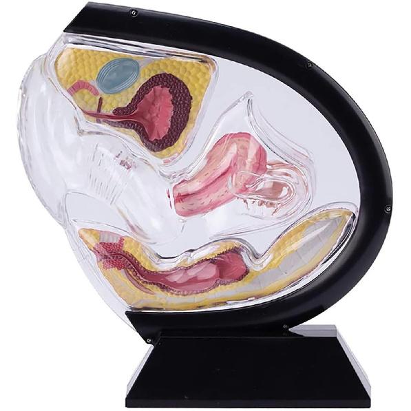 Female Transparent Uterus Anatomical Model, Uterus Model, Pelvis Rectum Teaching Model, for Medical Education and Training(Black)