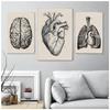 Human Anatomy Wall Art Hospital Vintage Posters and Prints Doctor Office Decoration Skeleton Anatomical Skull Canvas Painting