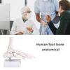 PVC Human Foot Skeleton Model For Anatomy Teaching Learning With Accurate Bone Structure Representation In Classrooms