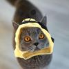 Balacoo Bee Shape Cat Headgear, Lovely Pet Hat, Soft Dog Cosplay Hat Costume for Festival Costume Accessories