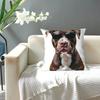 Funny Cool Pitbull Wearing Sunglasses Square Pillowcase Pillow Cover Cushion Zip Decorative Throw Pillow for Home Living Room