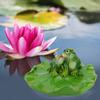 Swimming Pool Pond Floating Animal Bathtub Garden Decor Figurine