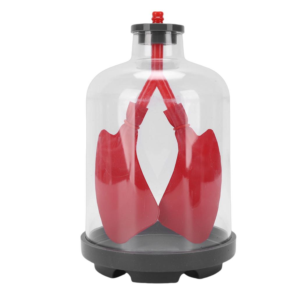 Modelo de Demostración de Respiración Pulmonar Simulador de Movimiento del Diafragma Modelo de Aprendizaje Educativo para Educación e Investigación