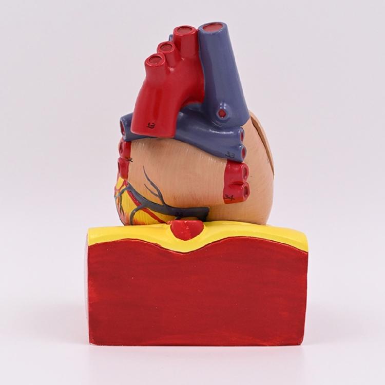 Modello Cuore Umano Modello Anatomico Cuore Umano Facile da Usare Ausilio Didattico Medico Numero Modello Cuore Medico