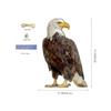 Bird Repellent Tool With Bells Bird Repel Owl Scarecrow Waterproof Rectangle Fake Bird Scare Device Hanging Bird Repeller Patio