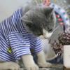 Costumes Puppy Outfit Shirts for Small Cats Dogs Cat Jacket Dog Supplies Pet Clothing Dog  Clothes