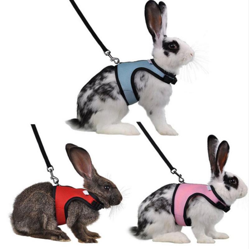 dwarf bunny leash