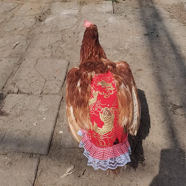 Dual-Layer Hen Saddle Apron: Feather Protector & Back Fixator