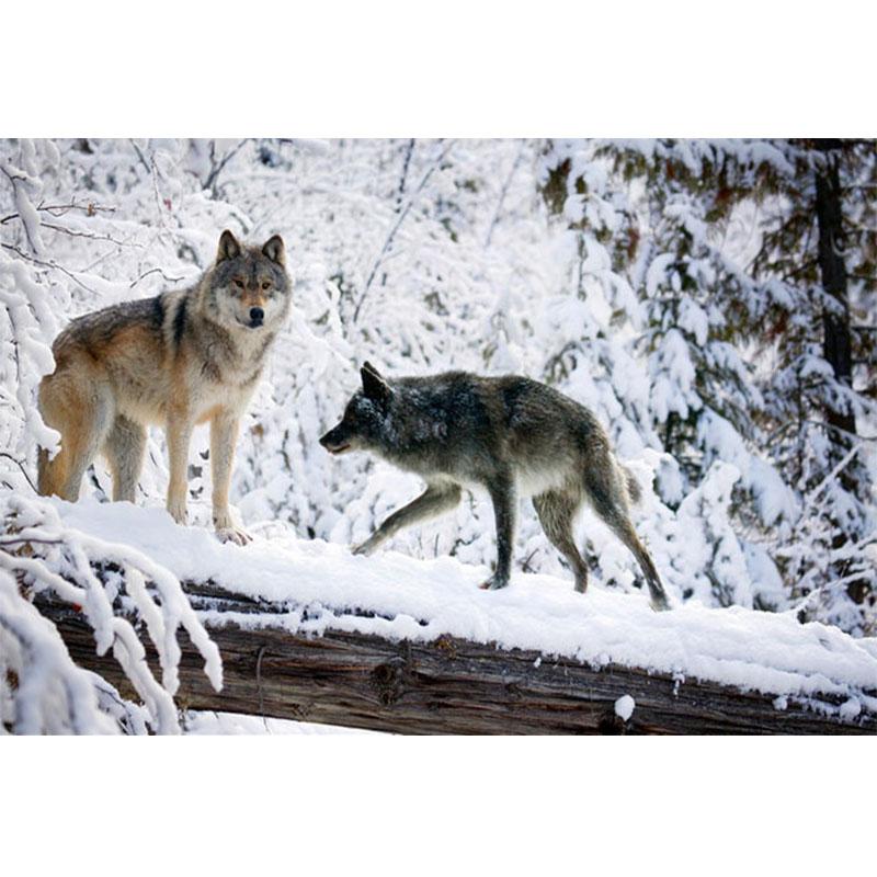 3D Wallpaper Modern Simple Animal Wolf Snow Landscape Photo Mural Living Room TV Sofa Backdrop Wall Murals