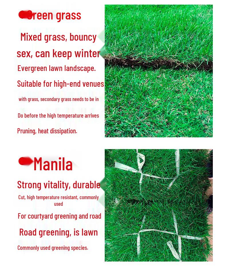 Suzhou Natural Lawn with Manila and Taiwan Grass for Villa Courtyard Gardens