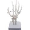 Monolife Hand Joint Model, Hand Skeleton Model, Educational Model, Right Hand, Wrist, Articulated Type