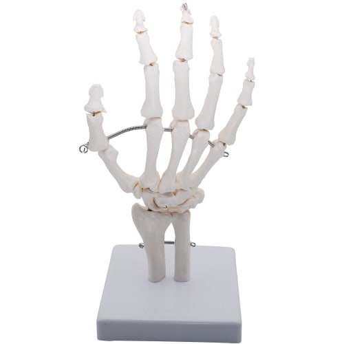 Monolife Hand Joint Model, Hand Skeleton Model, Educational Model, Right Hand, Wrist, Articulated Type