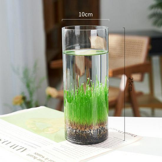 Lucky Bamboo Straight Glass Hydroponic Vase - Simple & Creative Micro Landscape Ornament