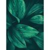 Bohemian Watercolor Tropical Plant Canvas Painting Monstera Banana Leaf Eucalyptus and Fern Art Posters Aesthetic Bedroom Decor