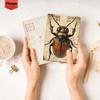 32pcs, Vintage Insect Postcards, Specimens, Birthday/Anniversary Gifts, Collectibles, Suitable for Gift Giving, Can Be Mailed.