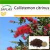 Red Bottle Brush - 400 semen - Se substrátem pro zalévání pro lepší pěstování - Callistemon citrinus