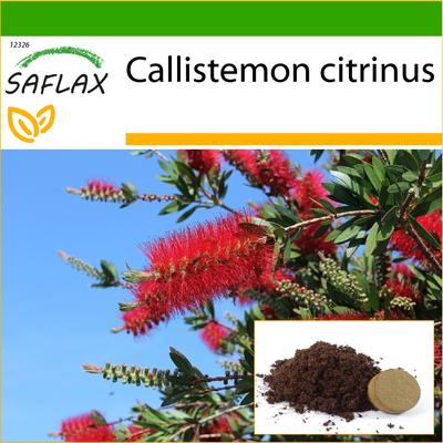 Spazzola per bottiglie rossa - 400 semi - Con substrato da vaso per una migliore coltivazione - Callistemon citrinus