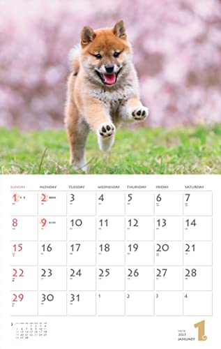 Calendar 2023 Shiba Inu (Month Flip/wall Hanging) (Yamakei Calendar 2023)