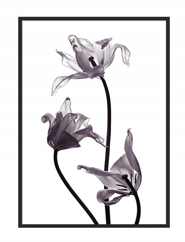 Picture Poster In a Frame 53x73 Cm Flower P1037