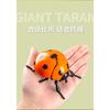 Running Seven-star Ladybug Simulation Beetle Winding Chain Unzipping Children's Wind-up Toy