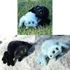 Jouet Araignée en Peluche à Quatre Yeux Pour Enfants et Adolescents Cadeau de Collection