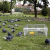 Cage à pigeons d'extérieur Tianluo avec porte active Design d'entrée automatique Usage domestique uniquement Impossible de sortir Cage à volaille pour oiseaux