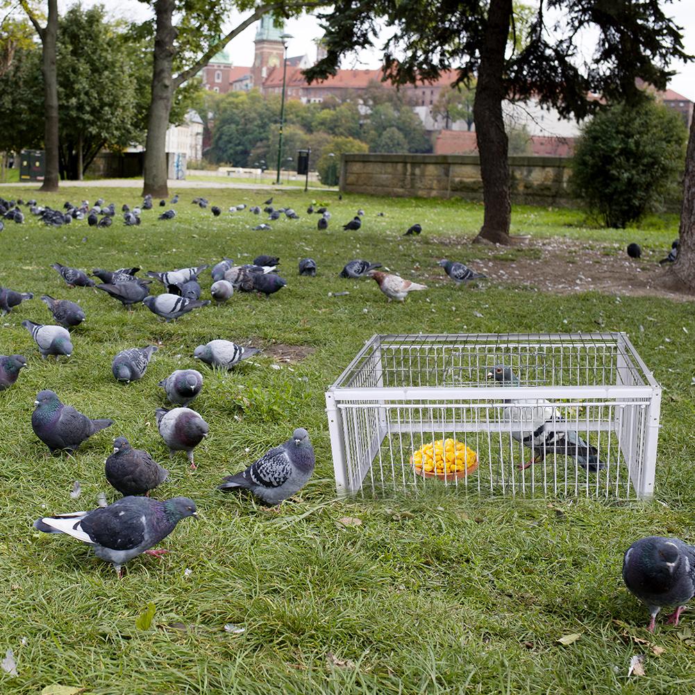 Cage à pigeons d'extérieur Tianluo avec porte active Design d'entrée automatique Usage domestique uniquement Impossible de sortir Cage à volaille pour oiseaux
