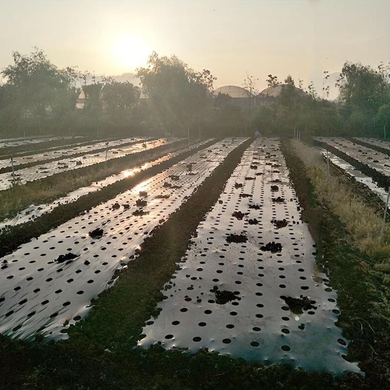 Film Pacciamante Nero in Plastica PE 5 Fori 393 pollici 1/3/6 Rotoli Per Piante da Orto Serra Giardino Copertura Anti Erbacce