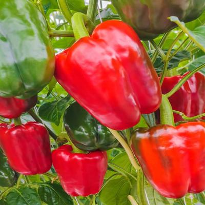 50 de semințe de ardei California Wonder - Legume de grădină de legume - Semințe de țărăni reproductibile - SemiWild