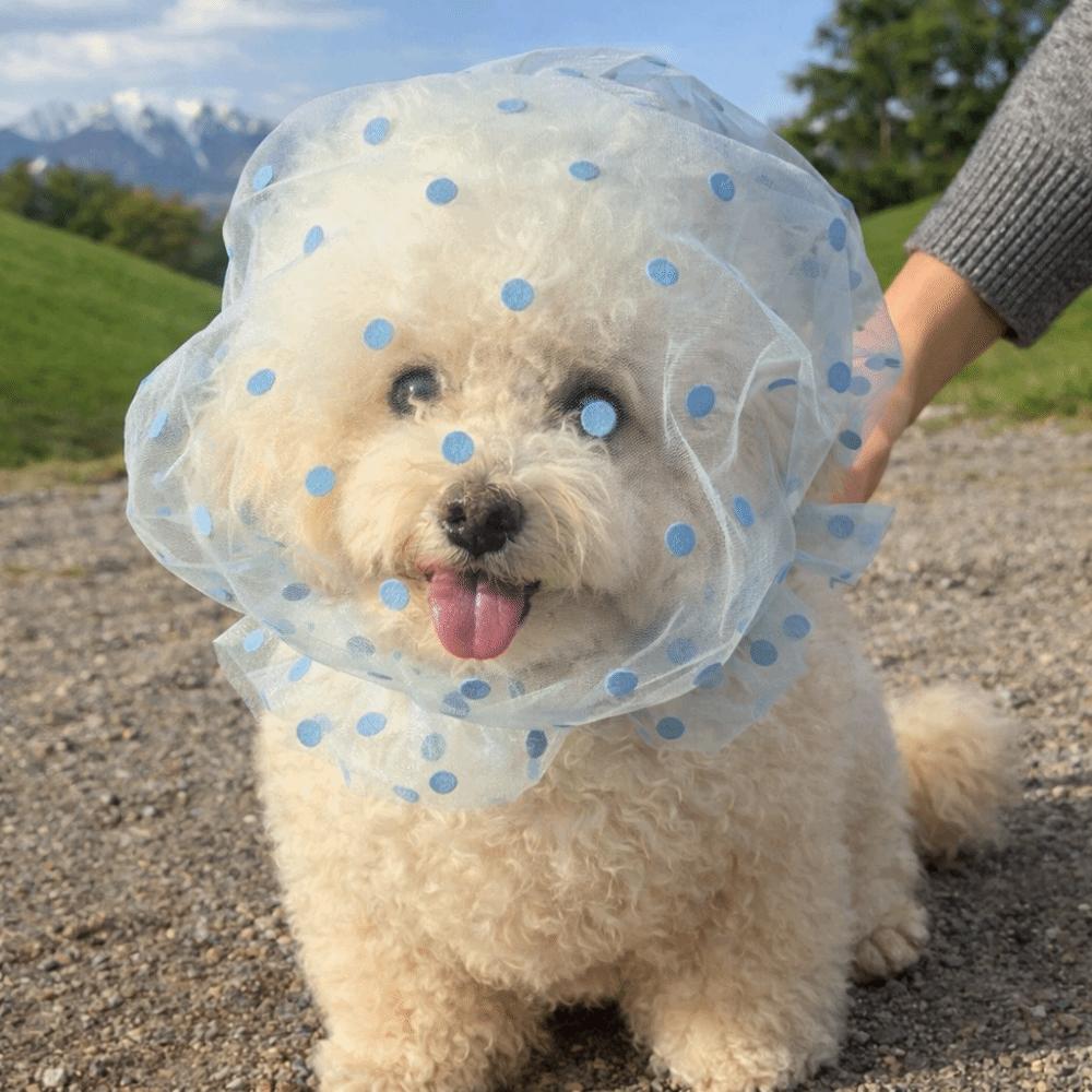 Atmungsaktive Hundekopfbedeckung gegen Lecken Verstellbare Hundeschutzmaske Verhindert zufälliges Fressen