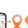 Honden – Halsbanden en hondenriemen