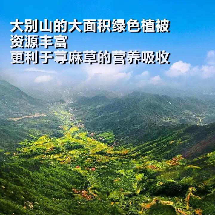 Nettle Grass Powder 250g Chinese Herbal Medicine Premium Nettle Grinding Powder