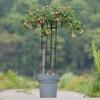 Umbrella-Shaped Rose Climbing Frame and Flower Support