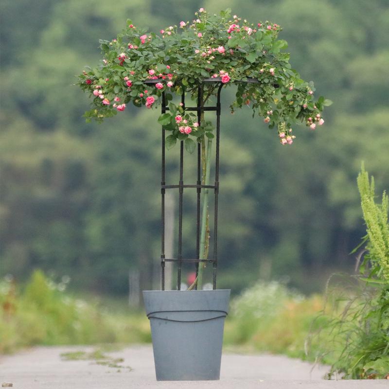 Umbrella-Shaped Rose Climbing Frame and Flower Support