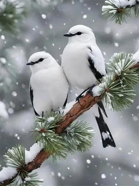 

Алмазная живопись птица животное 5D сделай сам вышивка мозаика дерево снег полный квадрат круглый домашний декор ручной работы Full Round 20x30CM