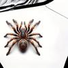 1PC Simulation Spider Car Sticker Waterproof for Motorbike Fuel Tank Front Fairing Car Window Bumper Trunk Halloween Vinyl Decal