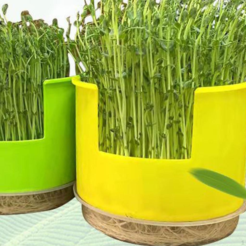 Germination Tray Grower Container Peanut Box for